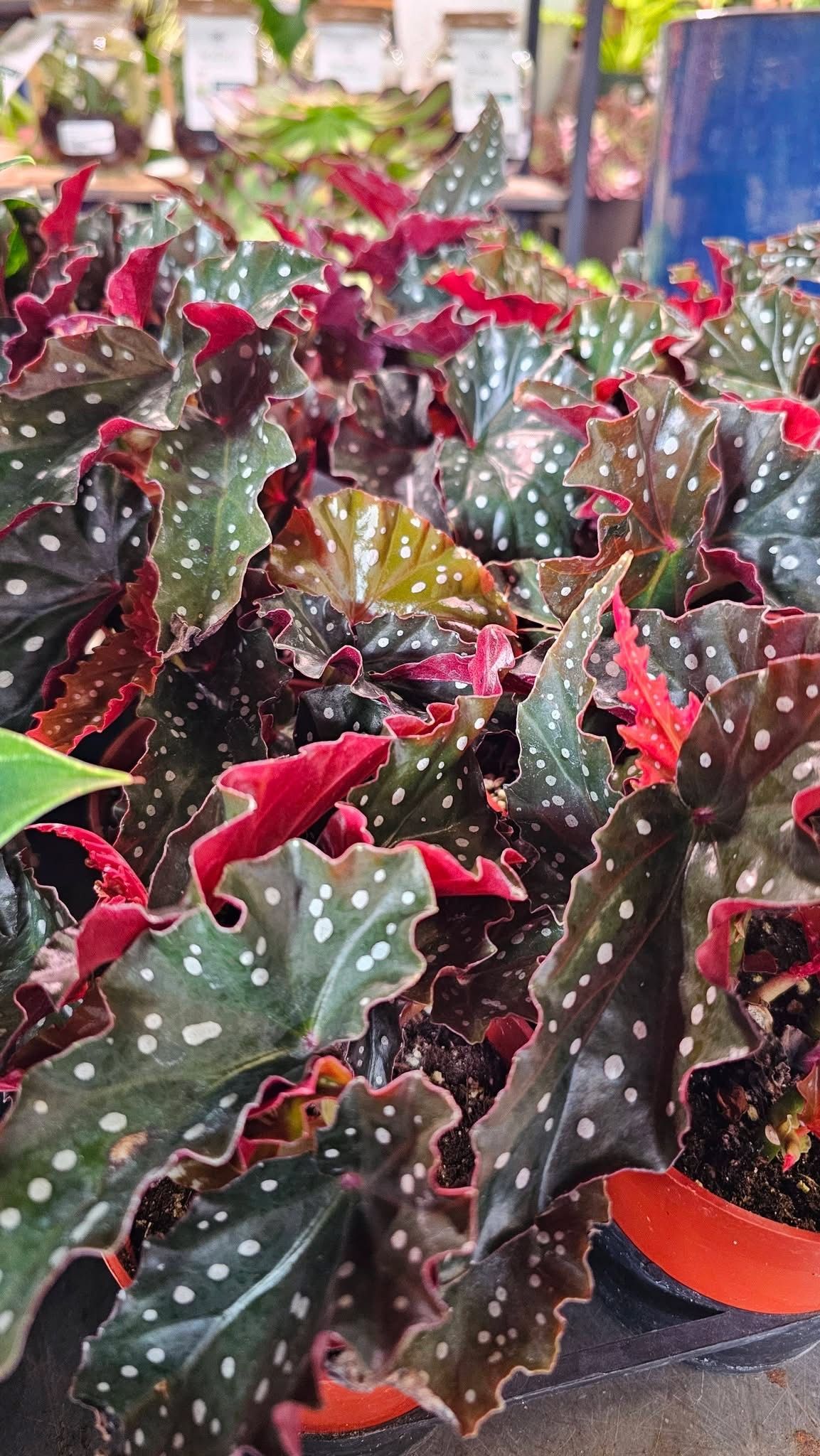 Potted ornamental foliage plants with red, green, and white speckled leaves in a garden center