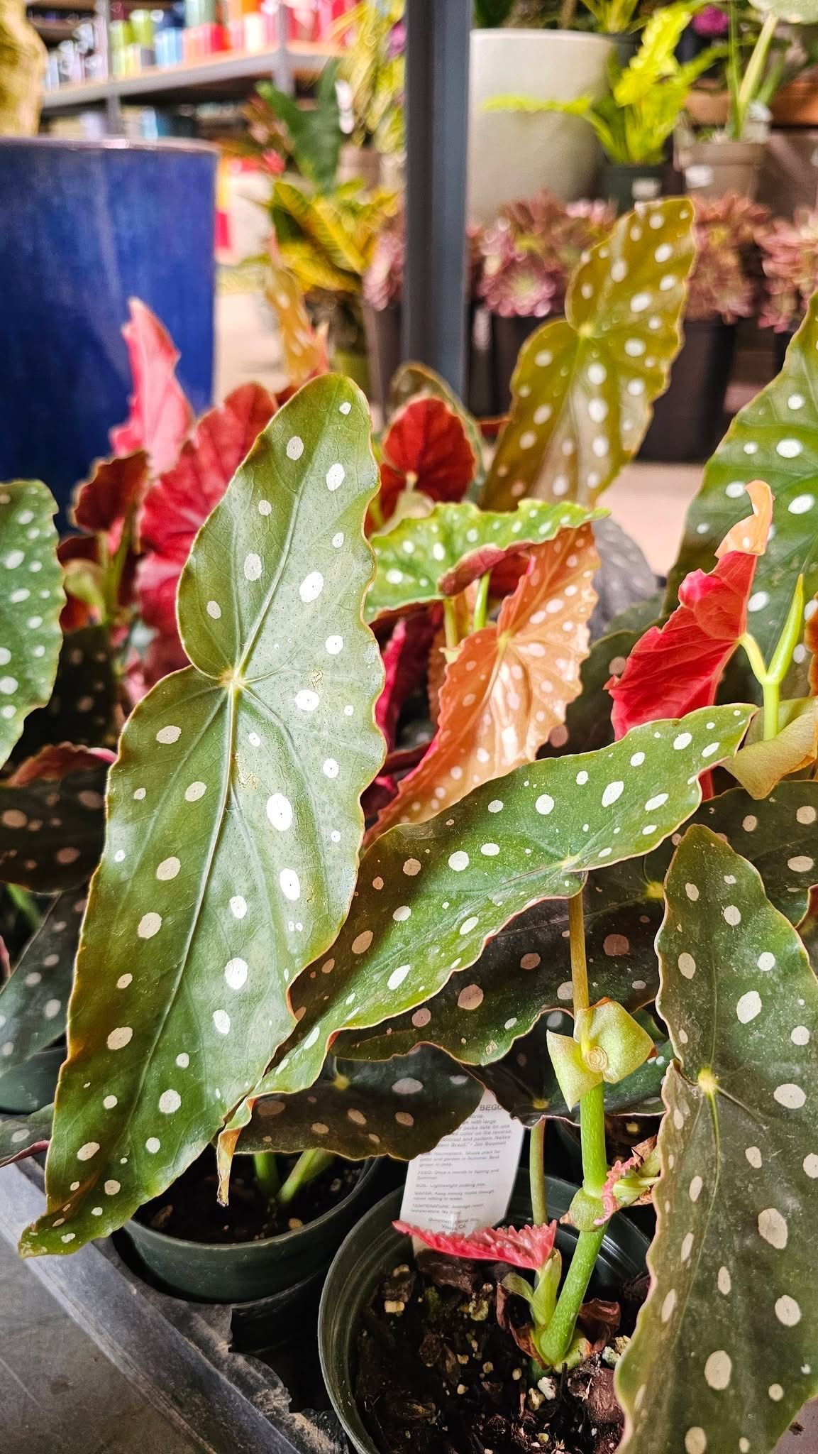 Potted polka dot begonia plants with green leaves speckled white and red foliage in a garden center