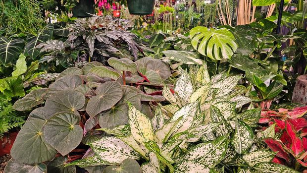 Deep Roots Garden Center