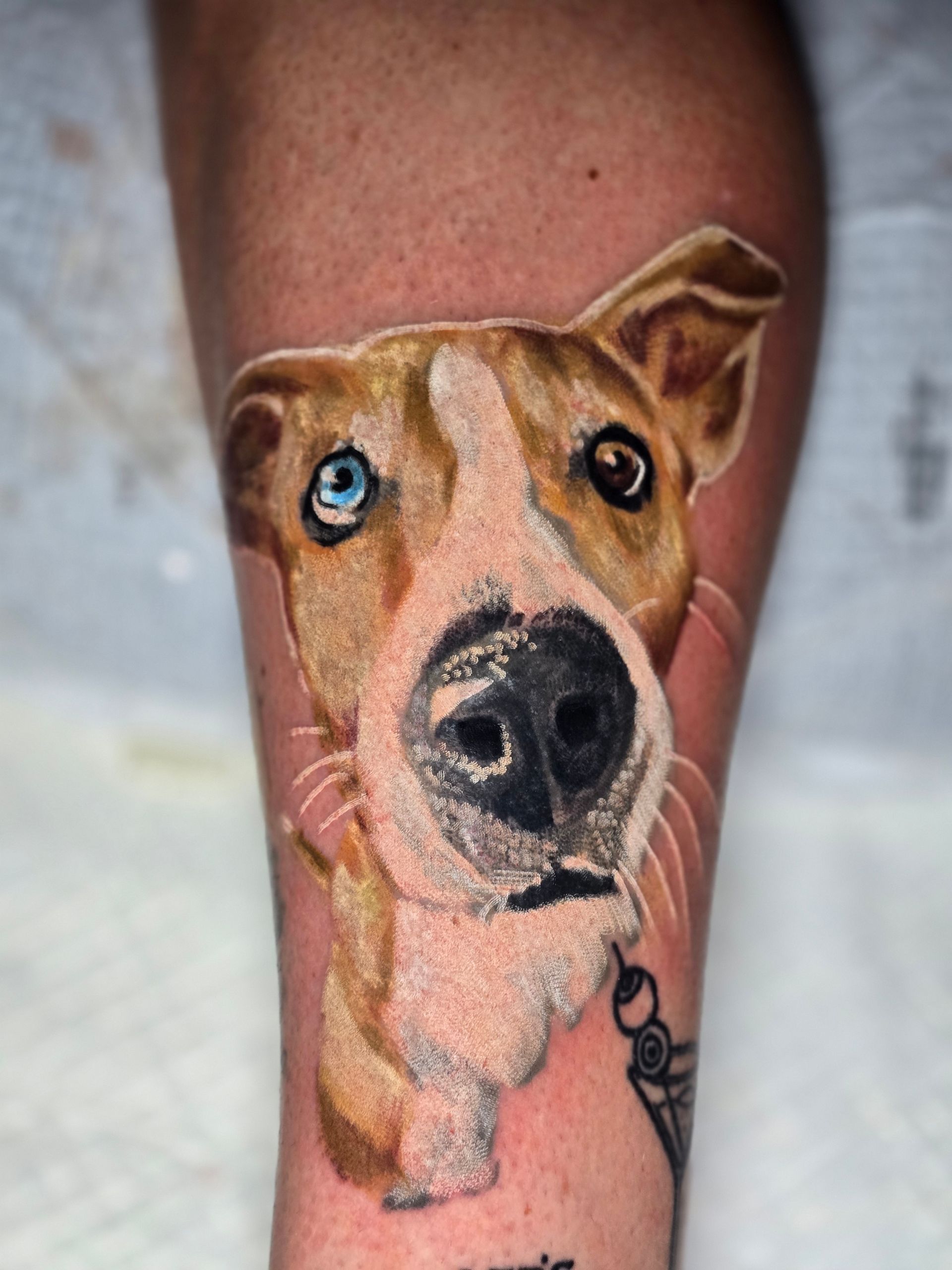 Dog portrait tattoo on an arm, with blue and brown eyes, tan and white fur, and a leash.