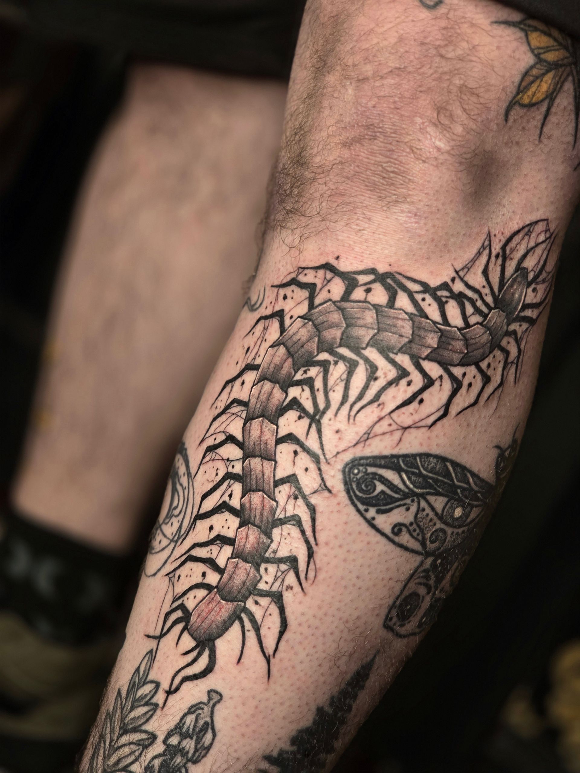 Centipede tattoo in black and red ink on a person's arm, other tattoos are visible.