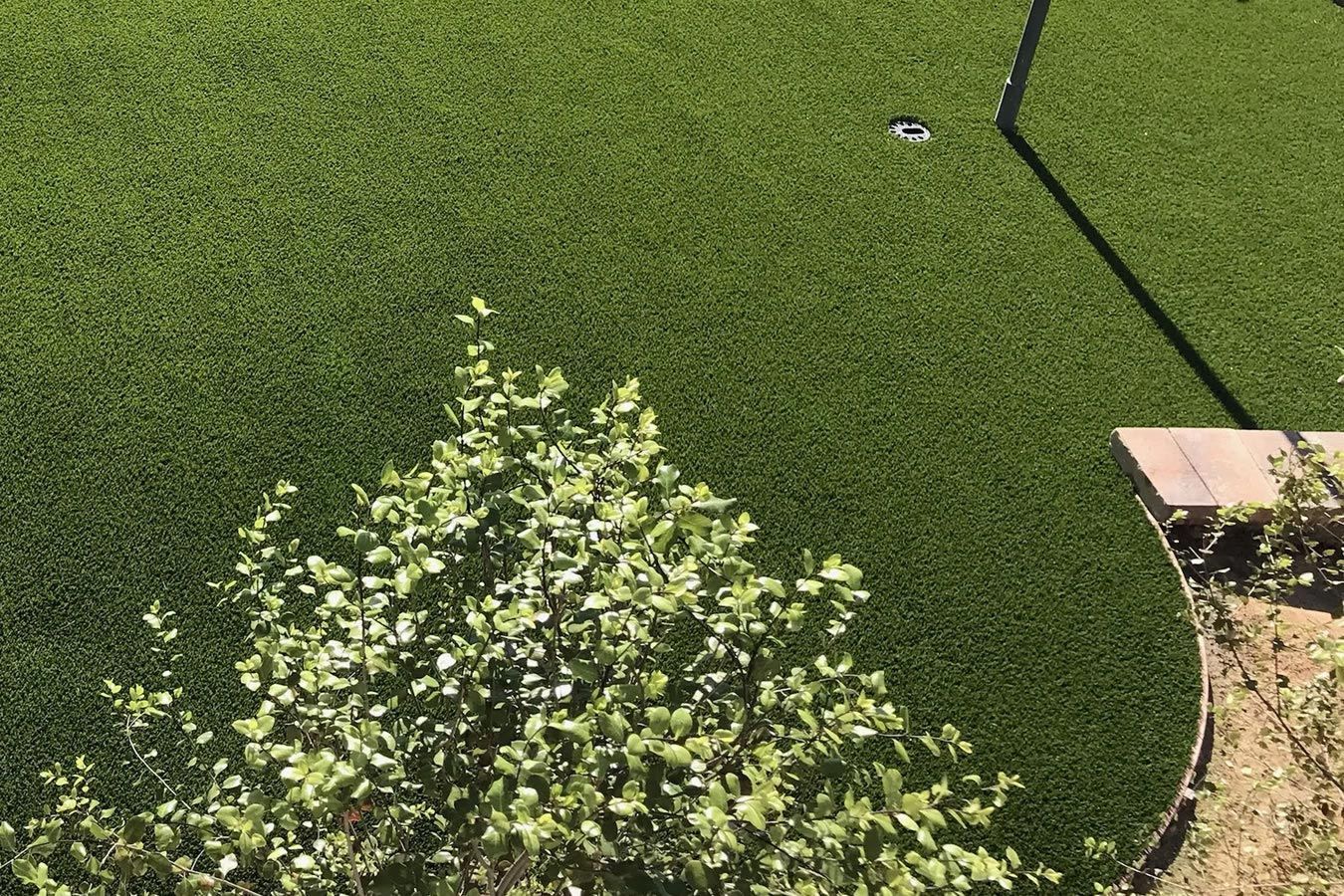 A close up of a lush green lawn with a tree in the foreground.
