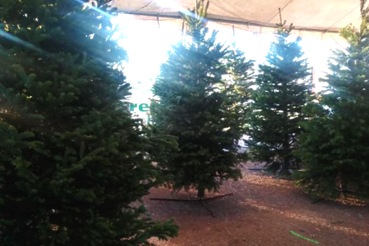 Christmas tree lot