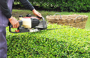 A man trimming hedge with trimmer machine