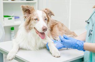 Pet Vaccinations
