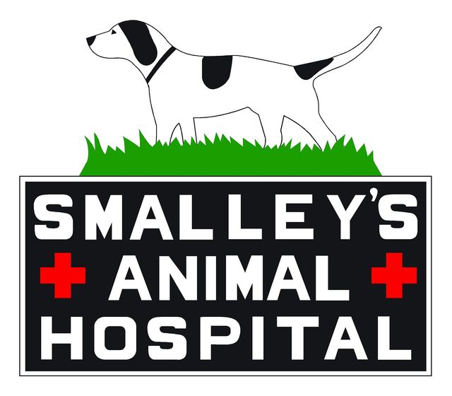 Large Animal Treatment | Animal Surgery | Dublin, GA Large Animal Treatment | Animal Surgery | Dublin, GA