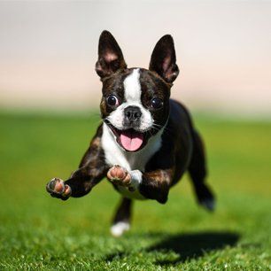 Running dog