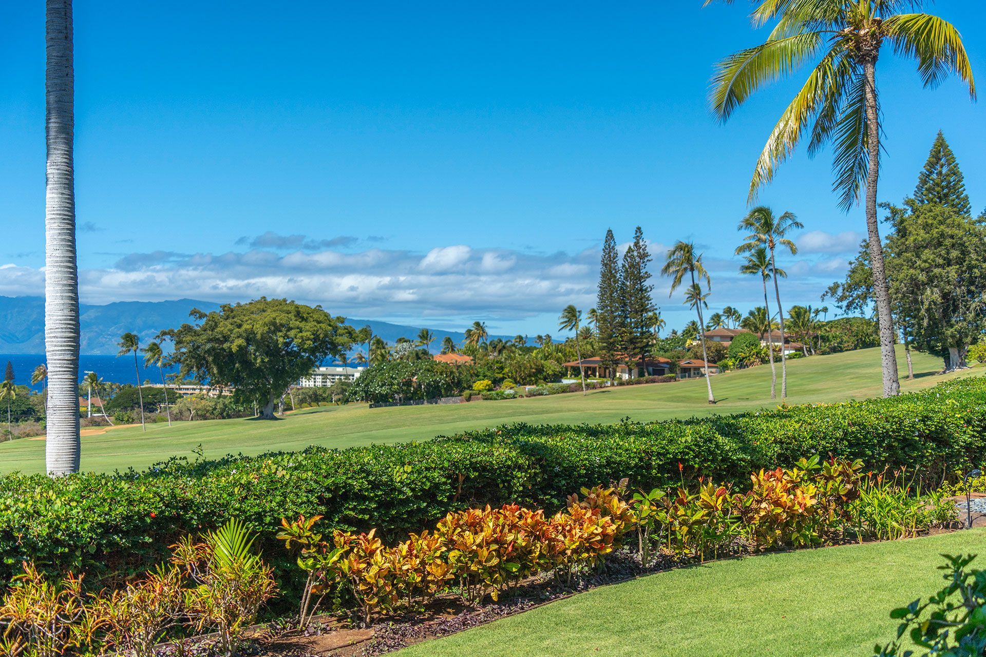 A lush green field surrounded by palm trees and bushes with a view of the ocean