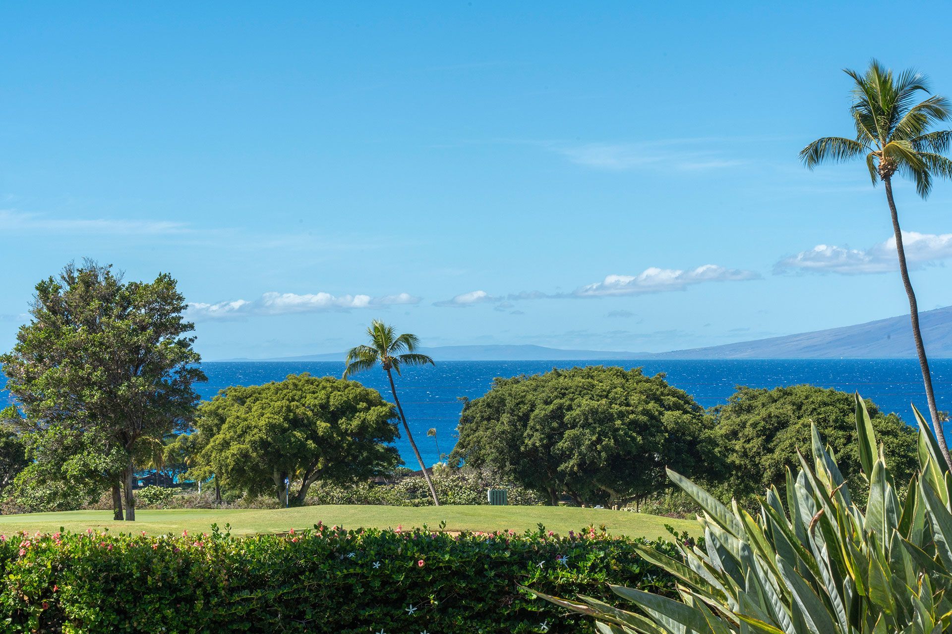 A view of the ocean from a golf course with palm trees in the foreground
