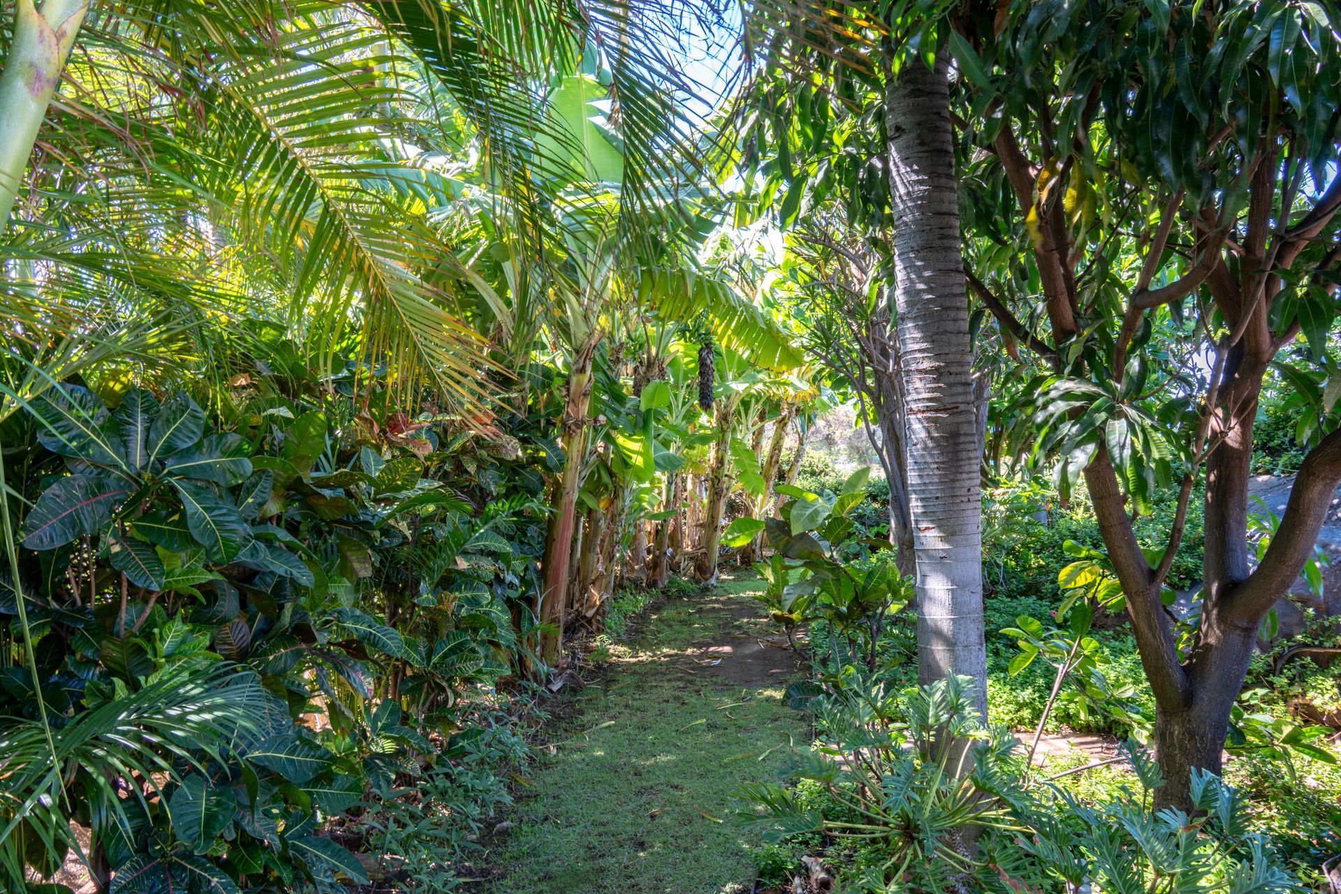 A path in the middle of a lush green forest.