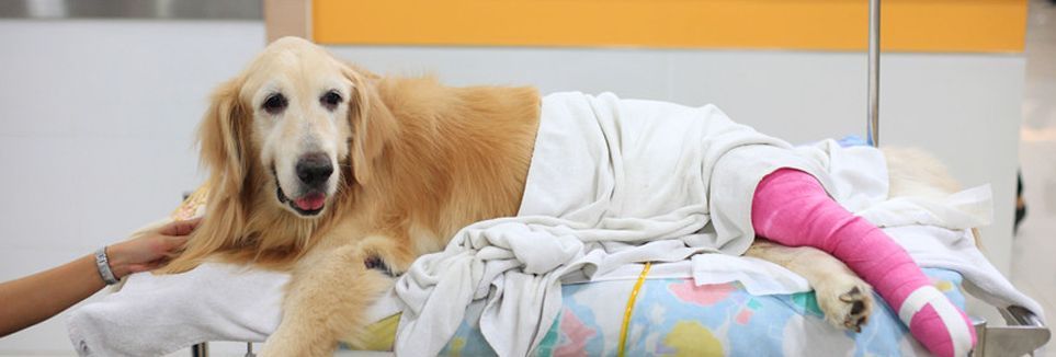 Injured Golden retriever