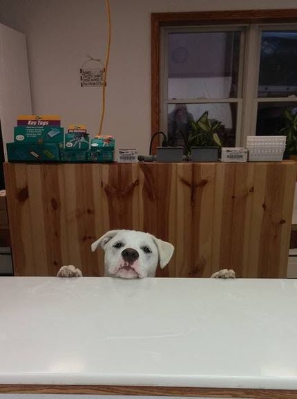 Small white dog peeking over a table in a kitchen, with its paws on the edge.