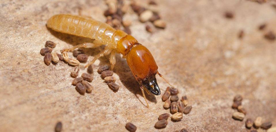 termite