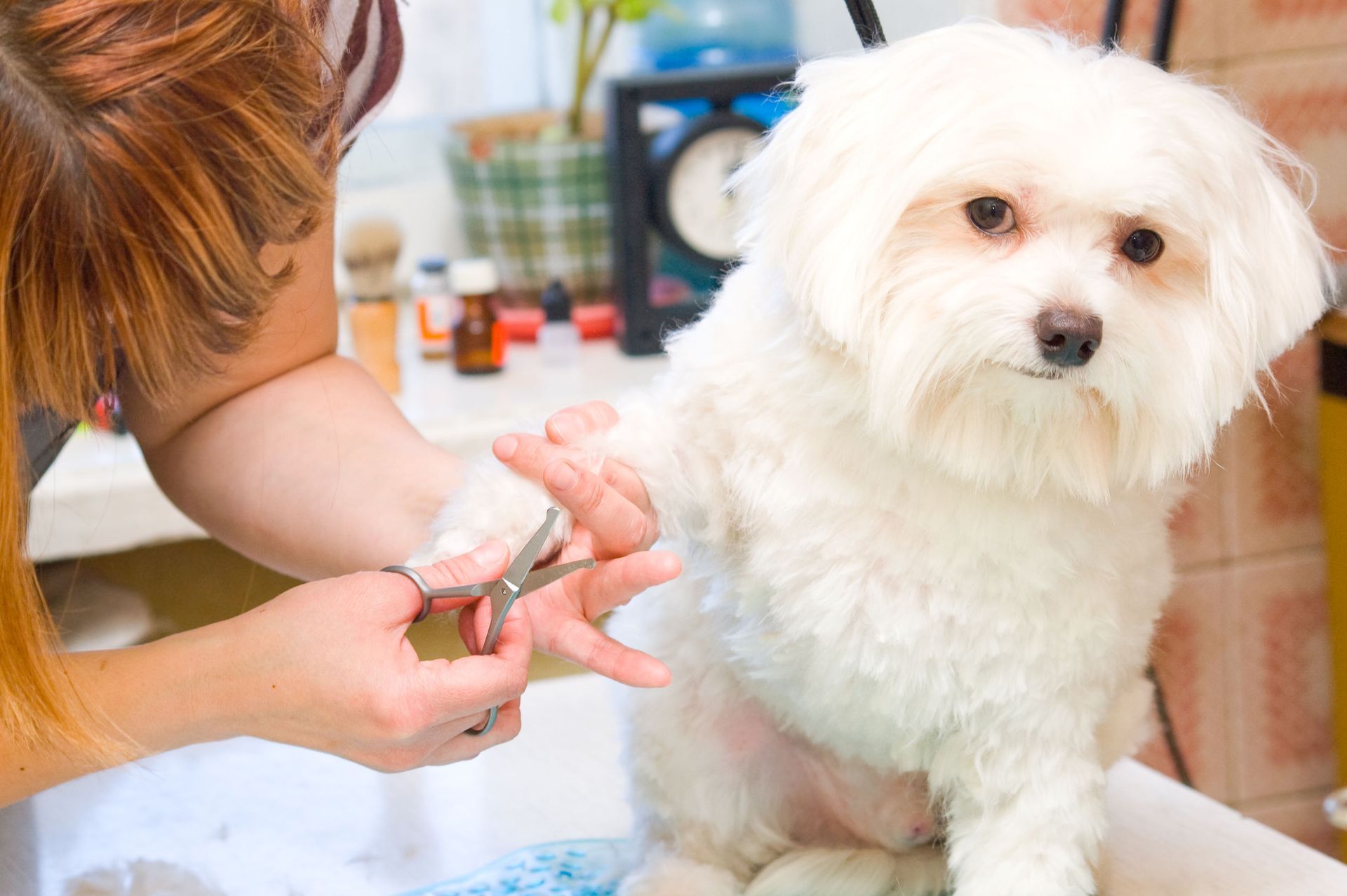 pet grooming service