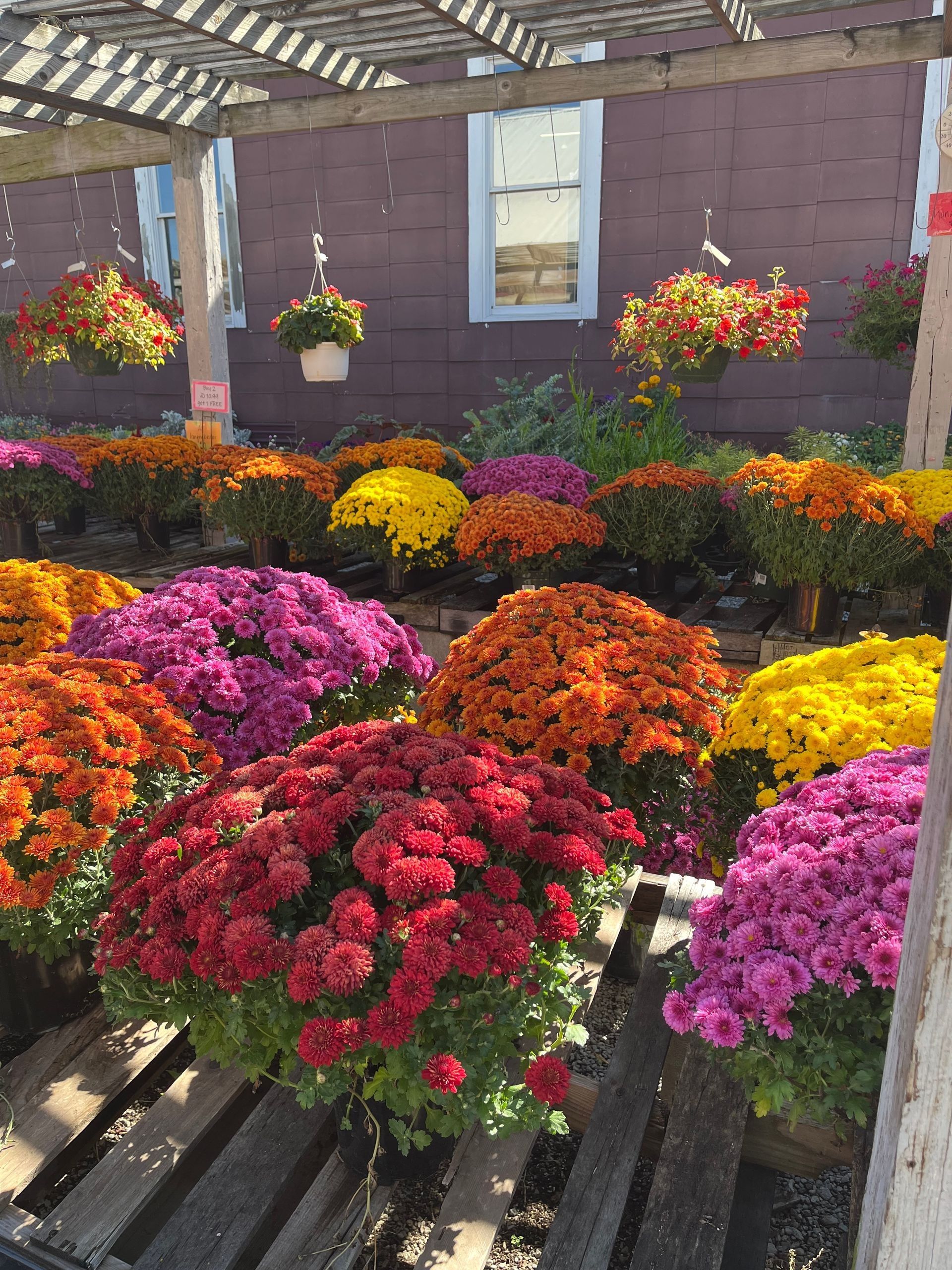 Colorful mums in pots under a wooden pergola at a nursery, featuring shades of red, orange, yellow, and purple.