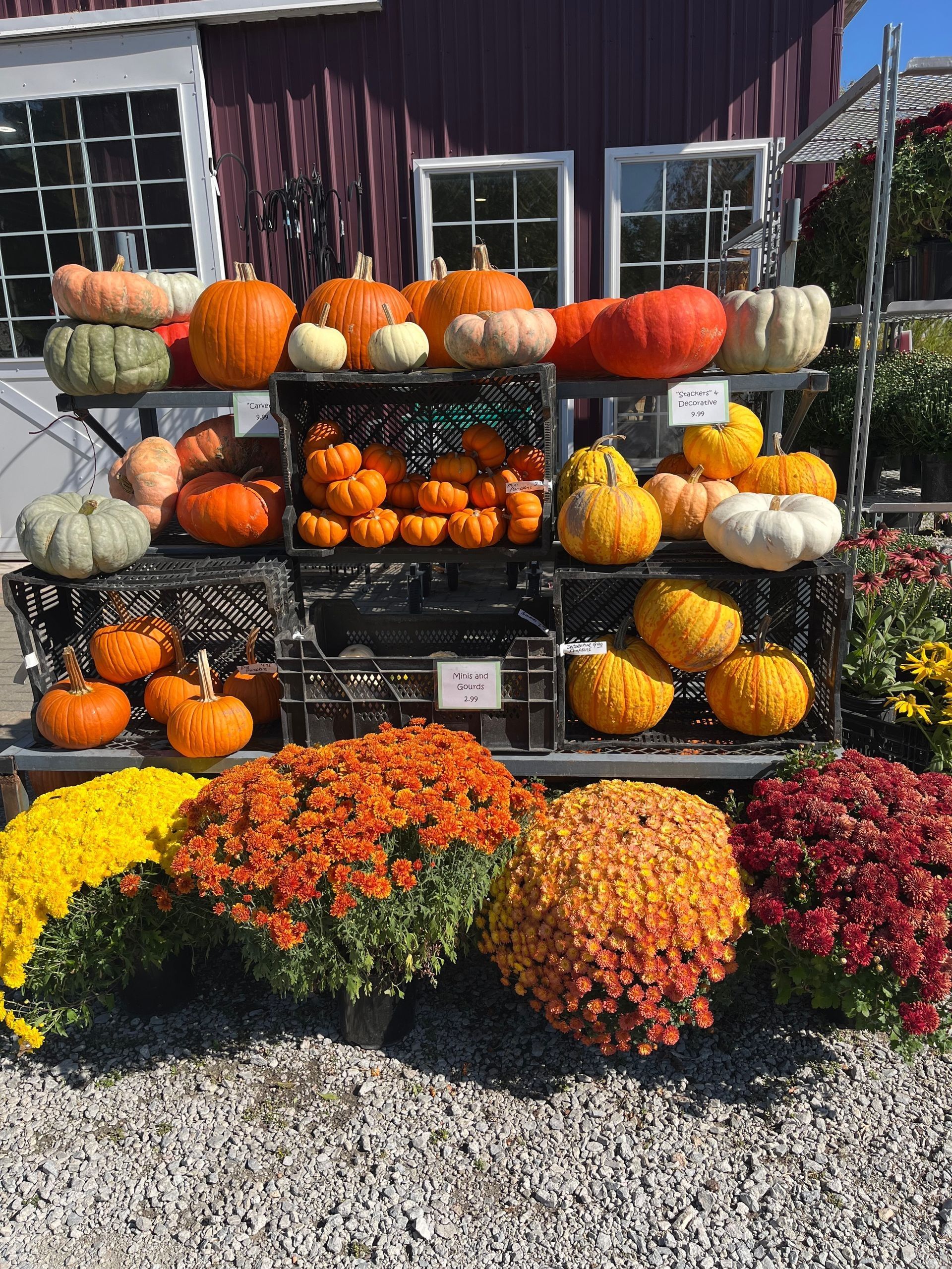 Pumpkins and colorful mums displayed at an outdoor farm stand.