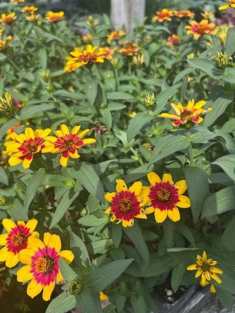 Yellow and red zinnia flowers in full bloom, surrounded by green foliage.