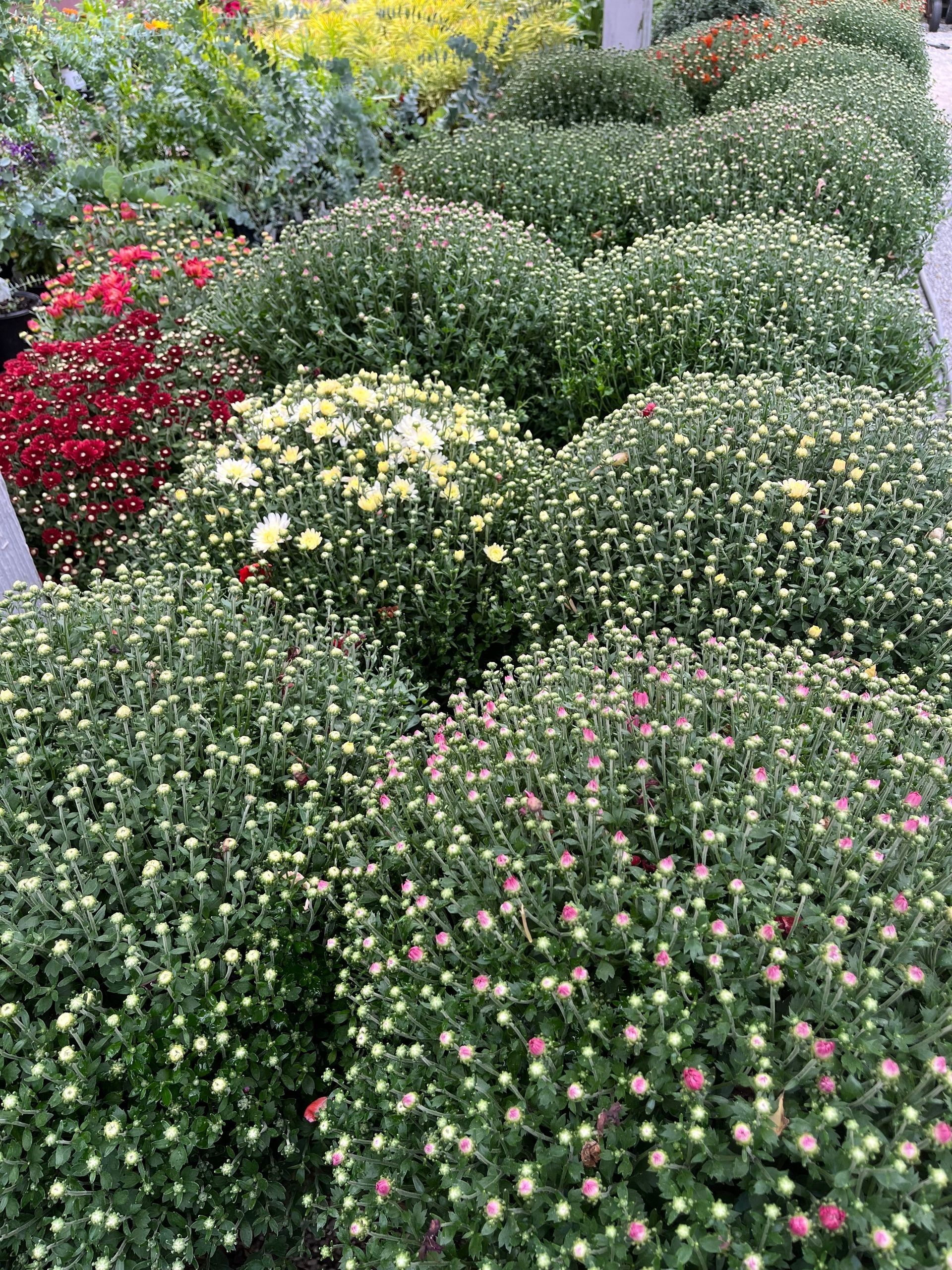 Rows of green chrysanthemum plants, some with red, yellow, and pink blooms.
