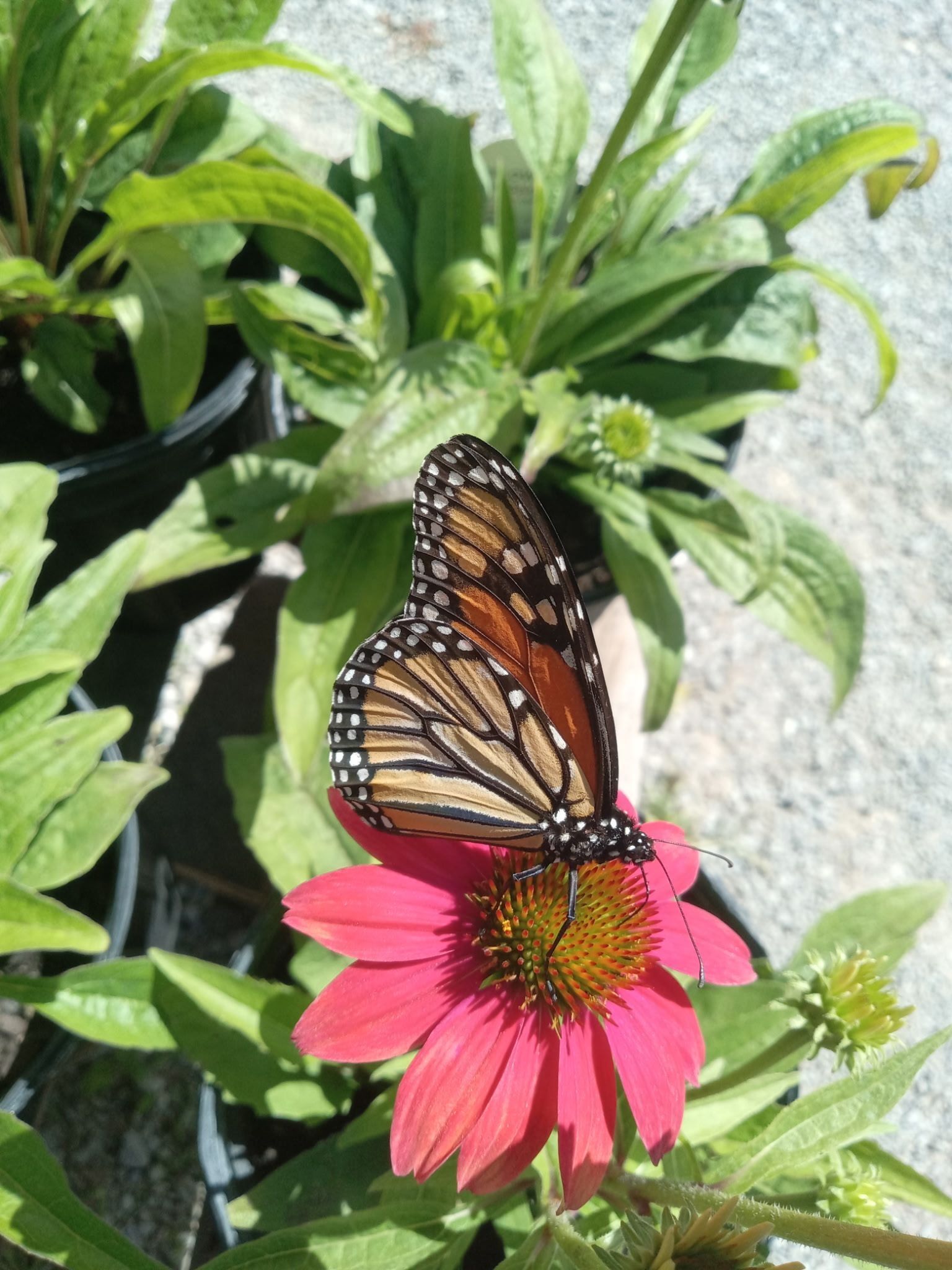 Monarch butterfly on a pink coneflower, surrounded by green leaves and plants.