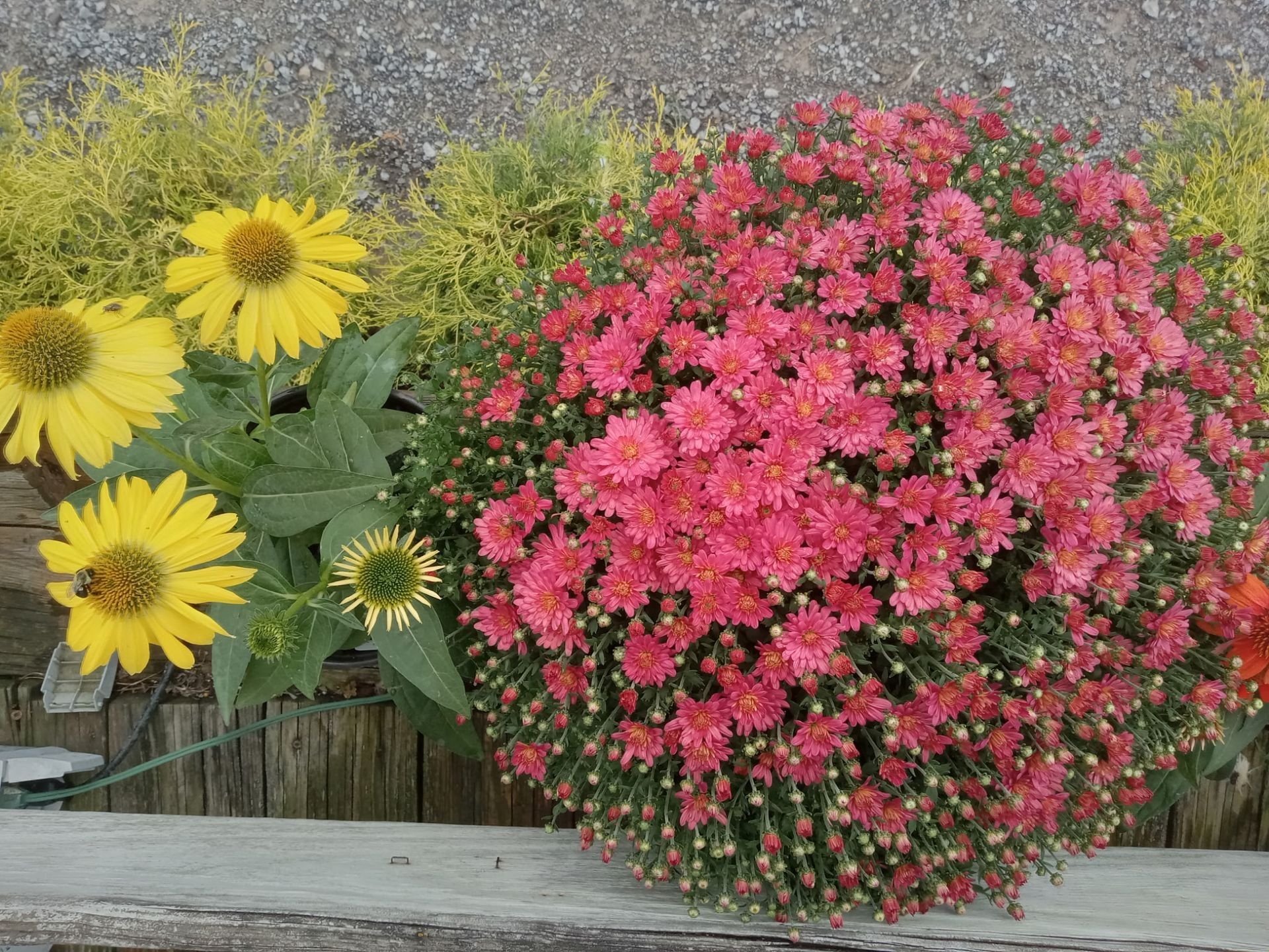 Pink chrysanthemums and yellow flowers in a wooden planter box.