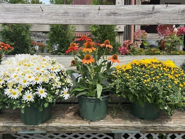 Three potted flowers: white, orange, and yellow, on a wooden bench with a garden background.