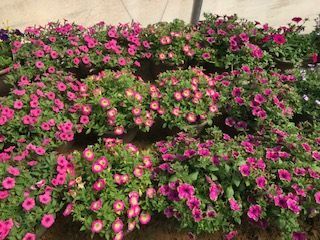 Rows of vibrant pink petunia flowers bloom in a greenhouse setting.