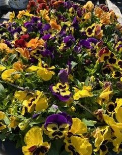 A dense cluster of vibrant yellow and deep purple pansy flowers blooming together.
