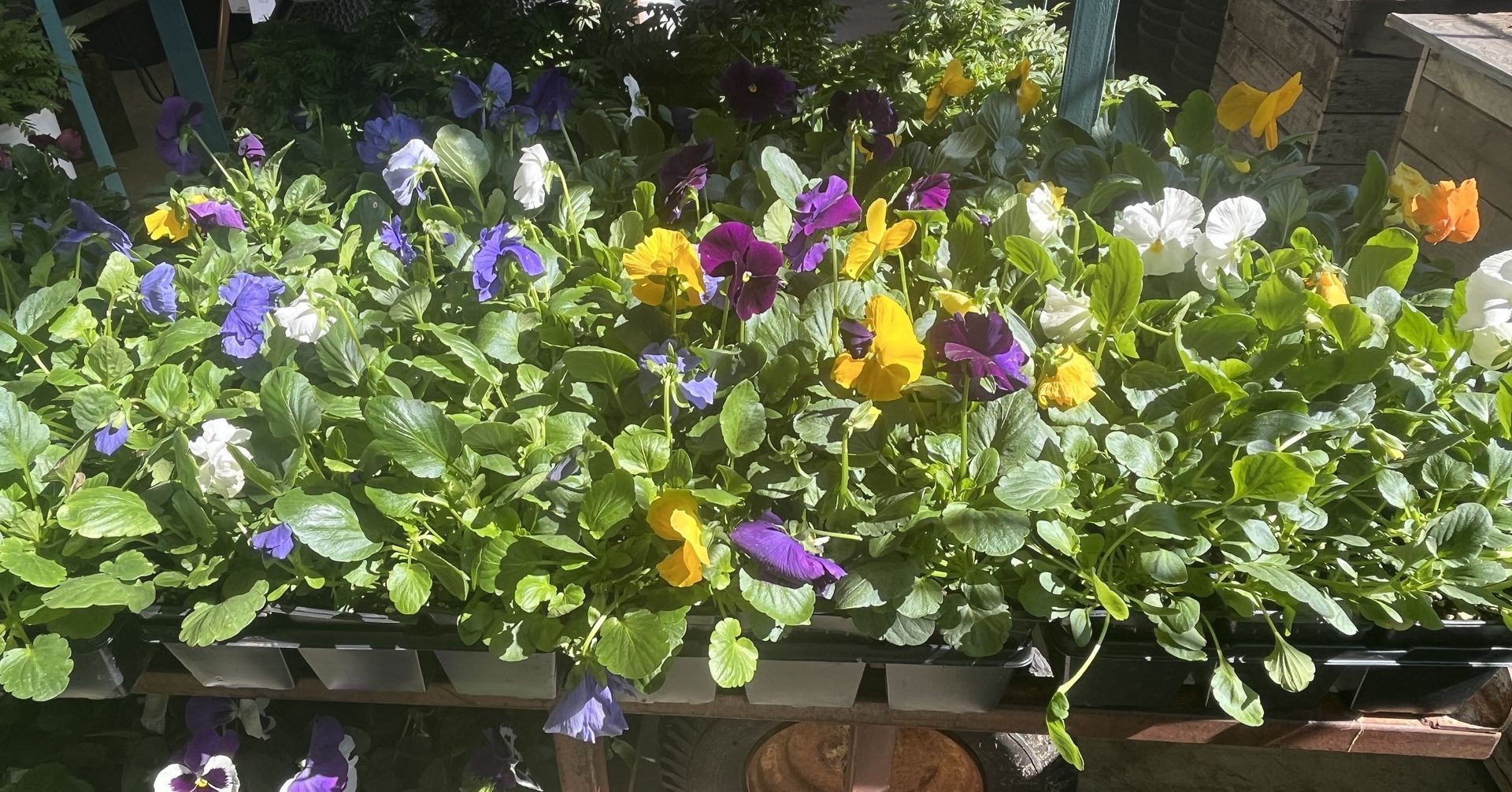 A tray of colorful pansies with blue, yellow, purple, and white blooms and green leaves sitting on a shelf.