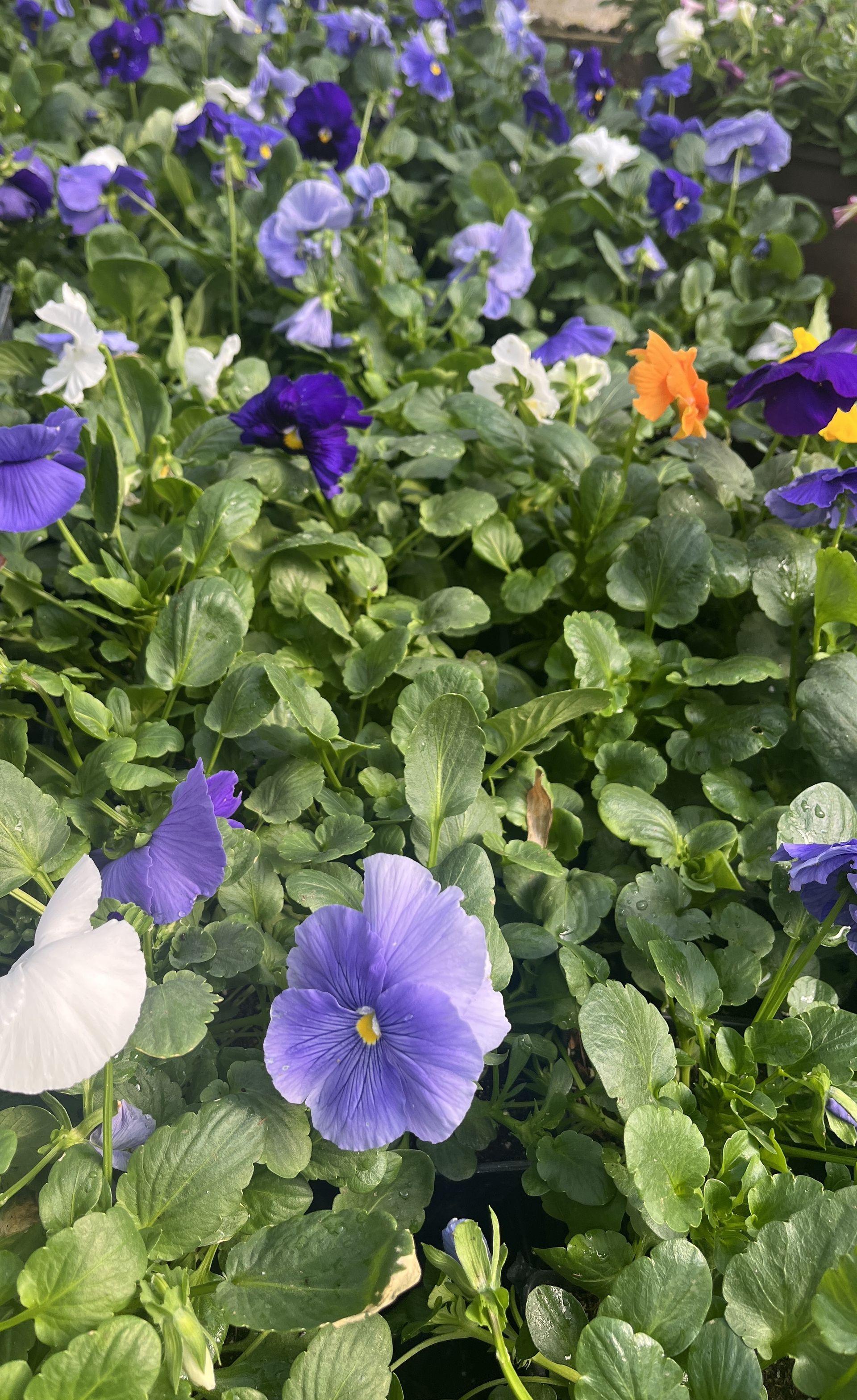 A vibrant patch of blooming violas in shades of purple, light blue, white, and yellow.
