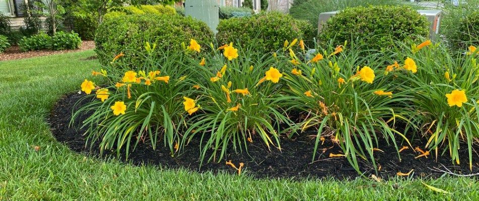 A garden bed with vibrant yellow daylilies growing in dark mulch in front of rounded green bushes and a grassy lawn.