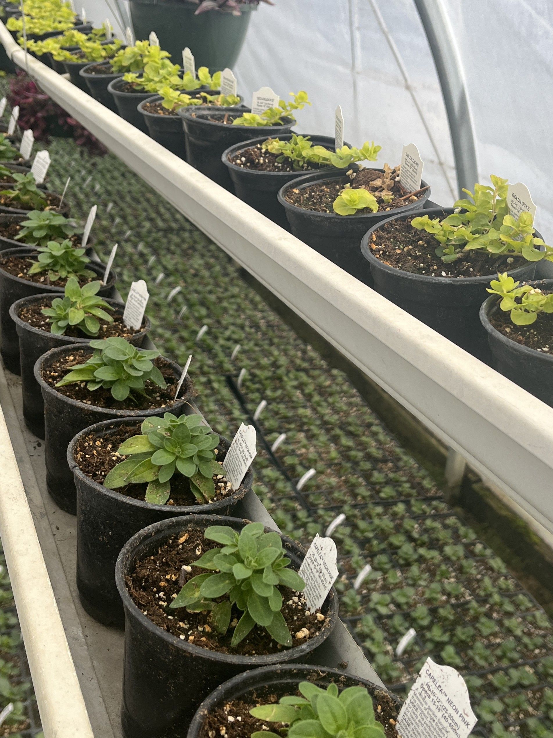 Rows of potted plants with plant tags inside a greenhouse.