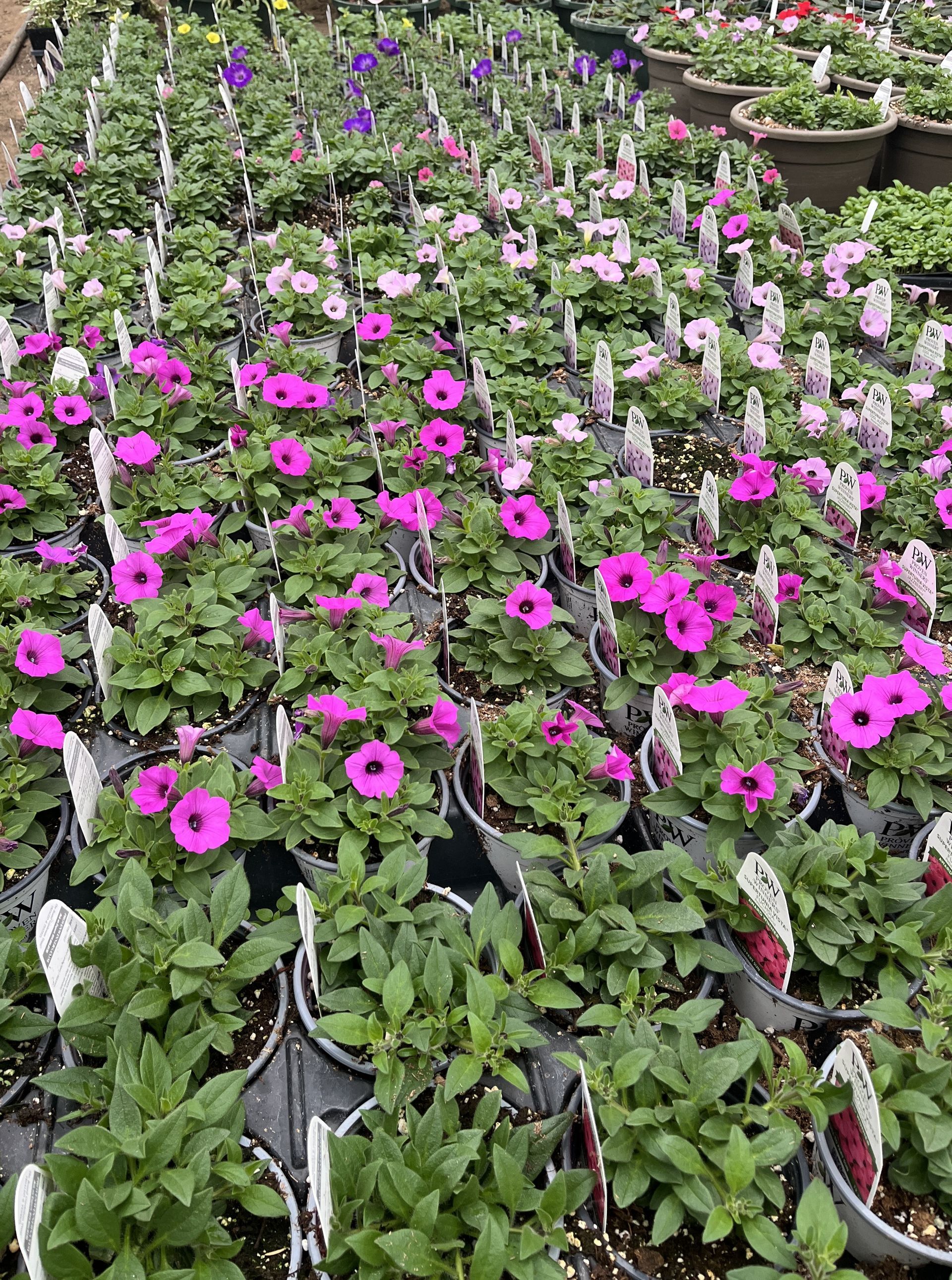 Rows of potted petunias in various shades of pink, purple, and white in a greenhouse.