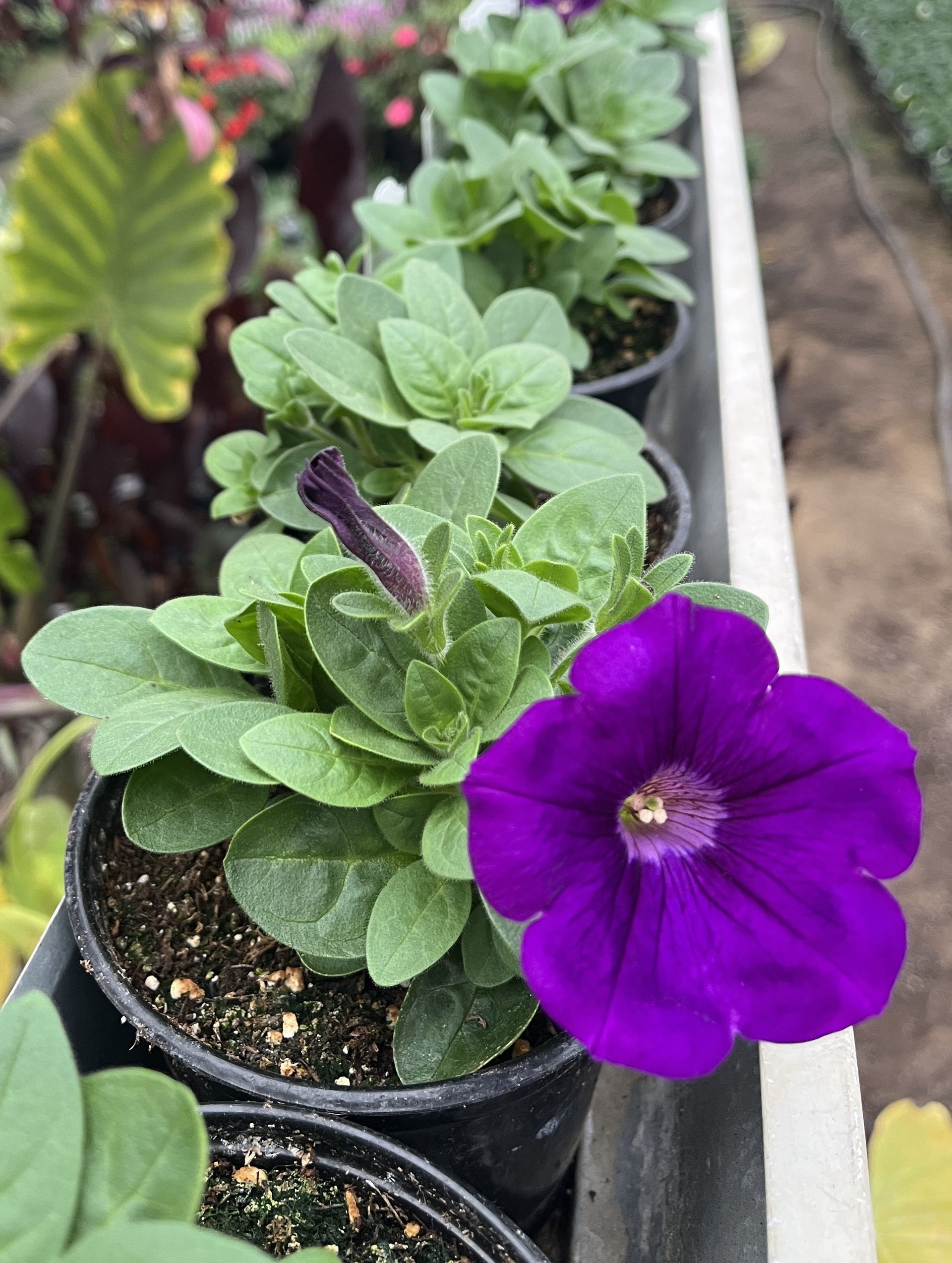 Purple petunia flower blooming, other petunia plants in pots. Greenhouse setting.