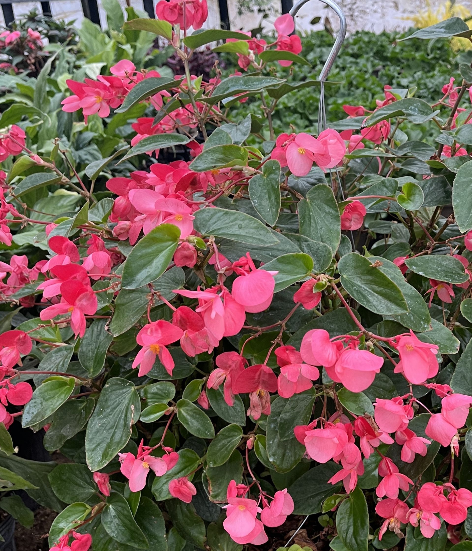 Pink flowering begonia plant in a hanging basket, surrounded by green leaves.