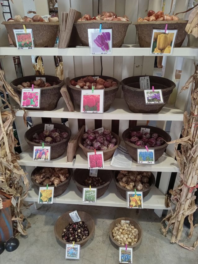 Bulb display: various flower bulbs in baskets on a white shelf, each labeled with a picture and name.