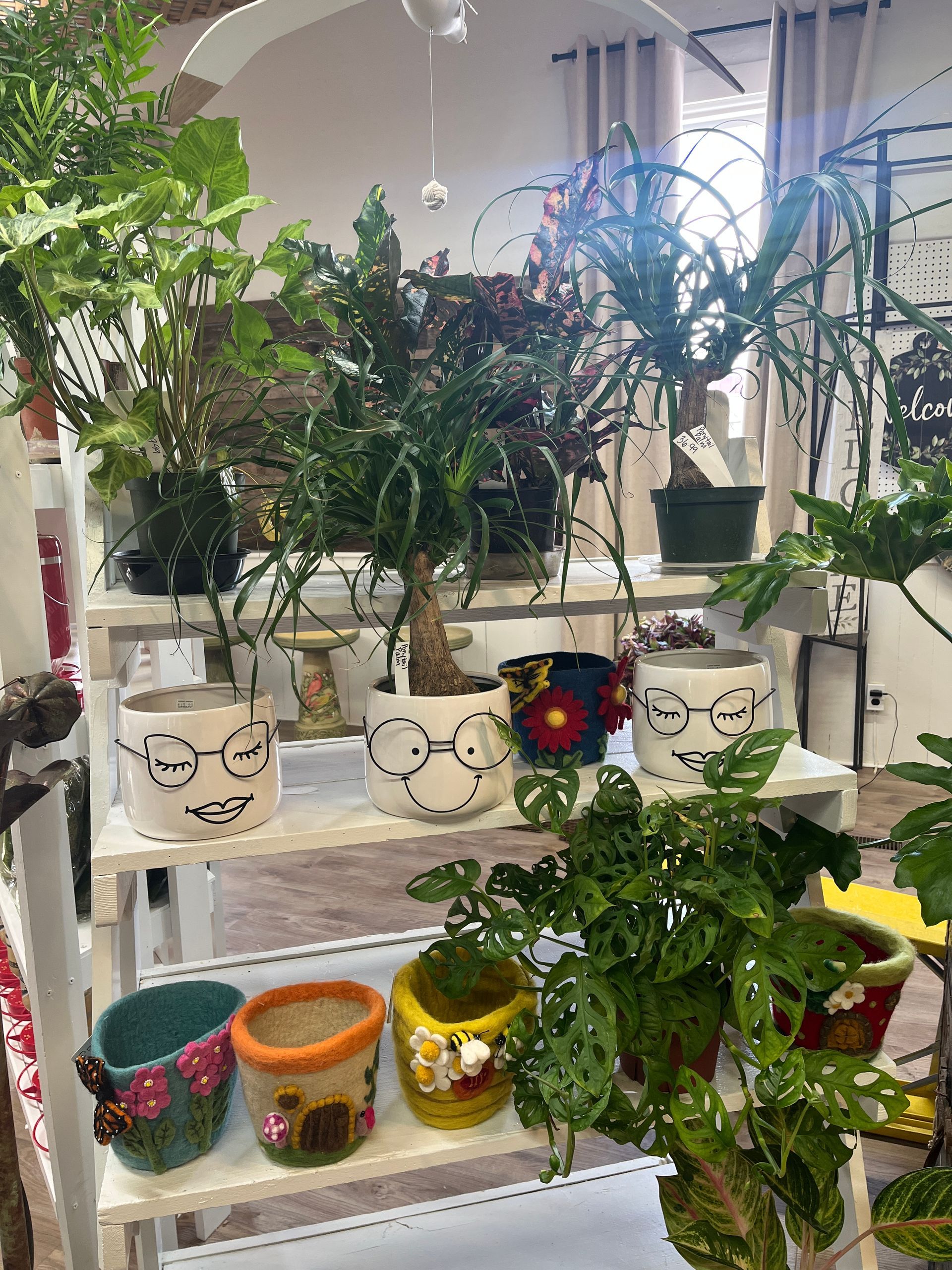 Indoor plant display with white shelves and decorative pots.
