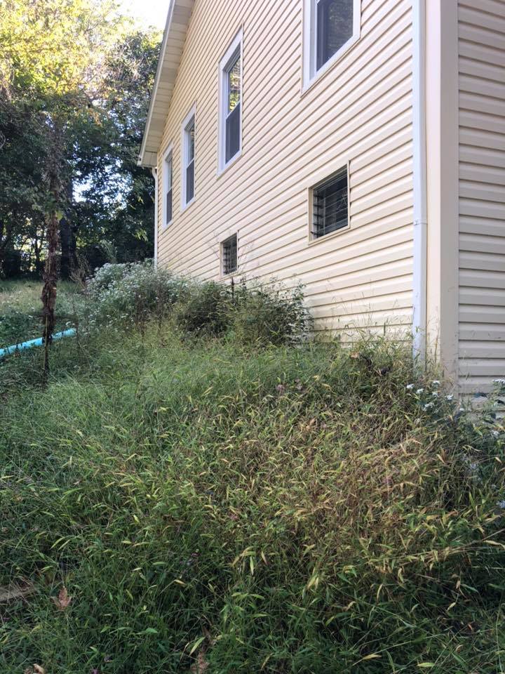 A house with a lot of weeds growing on the side of it.