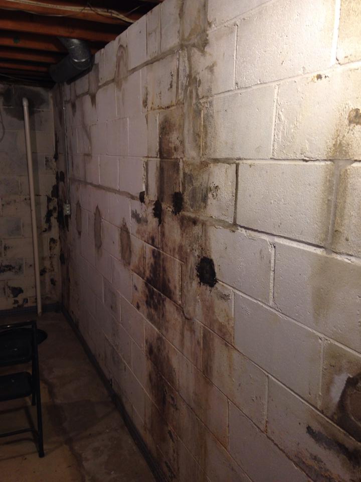 A dirty brick wall in a basement with mold growing on it.