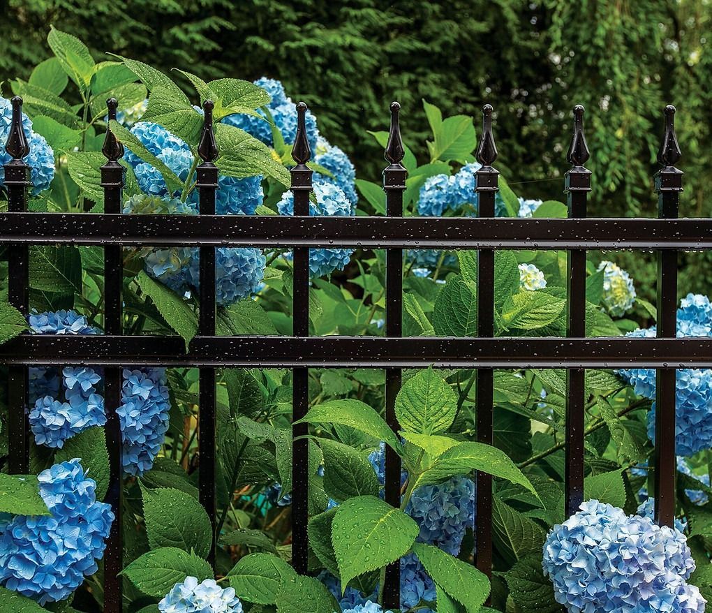 A black fence surrounded by blue flowers and green leaves