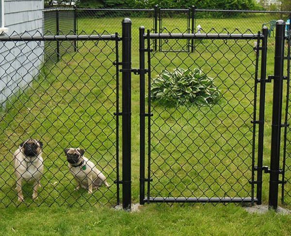 Two pug dogs are standing in front of a chain link fence