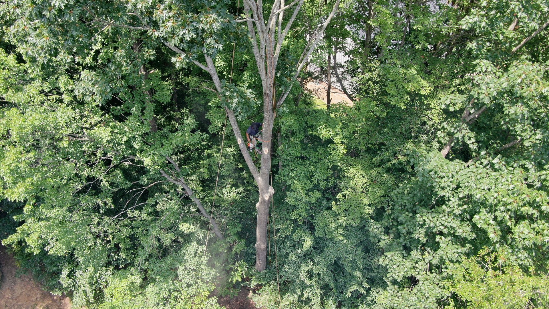 An aerial view of a tree in the middle of a forest.