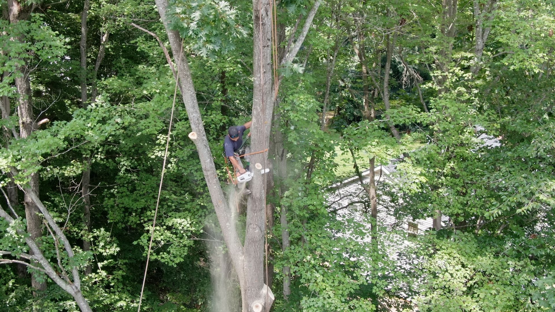 A man is cutting down a tree in the woods with a chainsaw.
