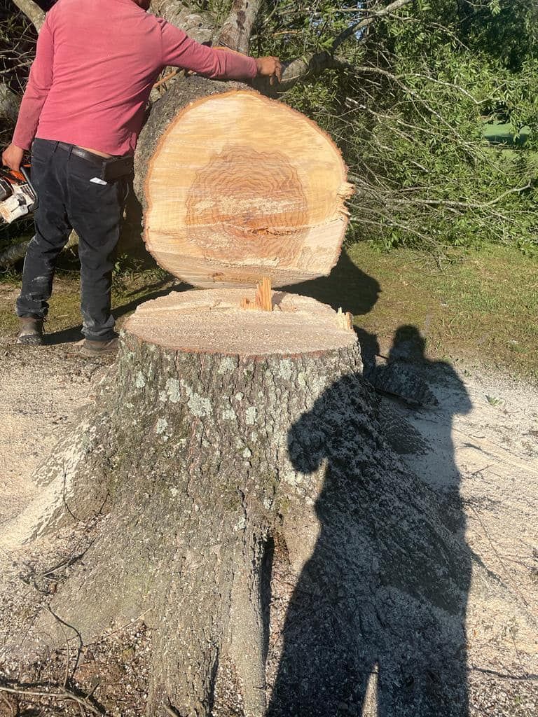 A man is cutting a tree stump with a chainsaw.