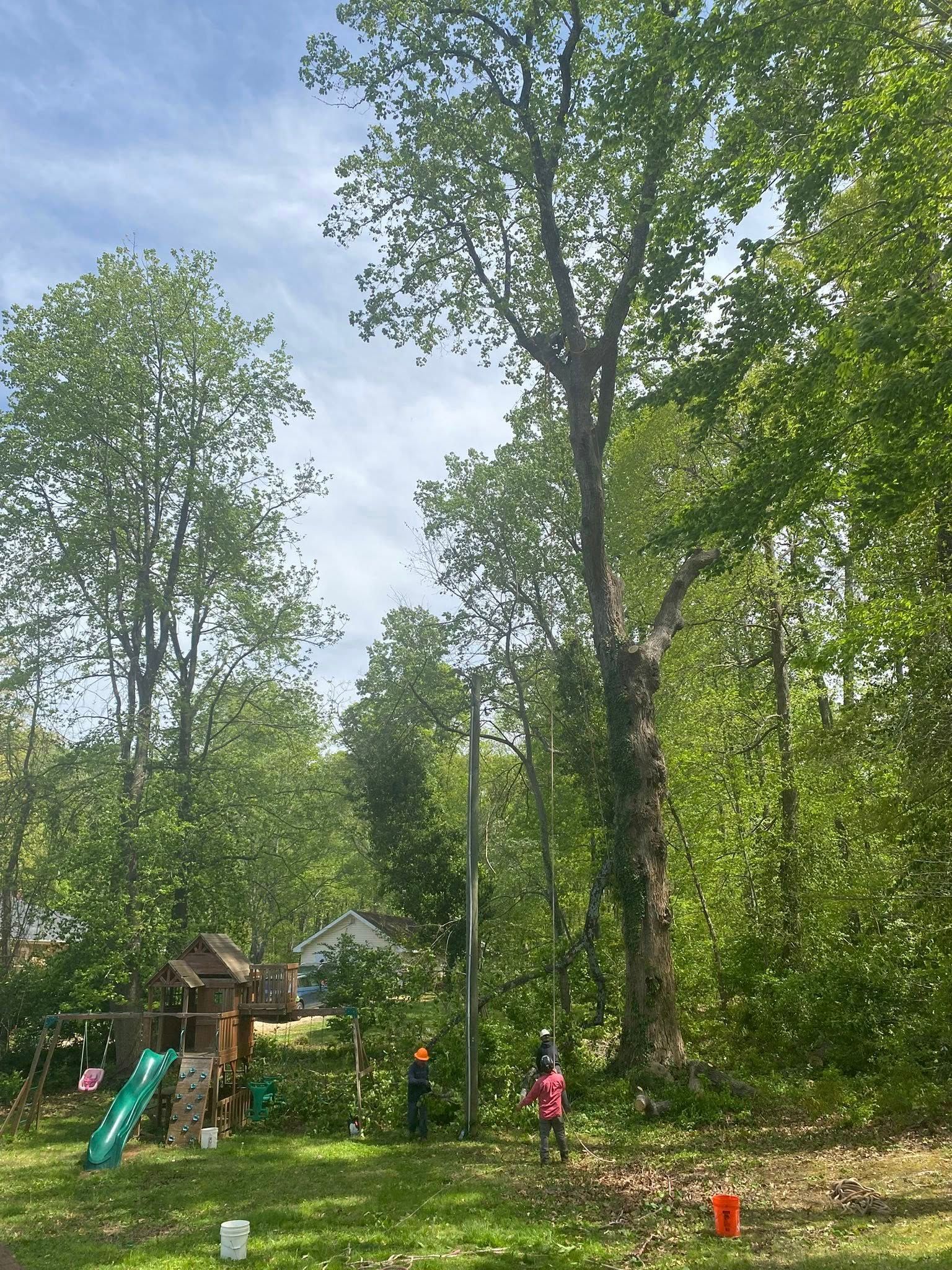 A tree is being cut down in a backyard with a playground in the background.