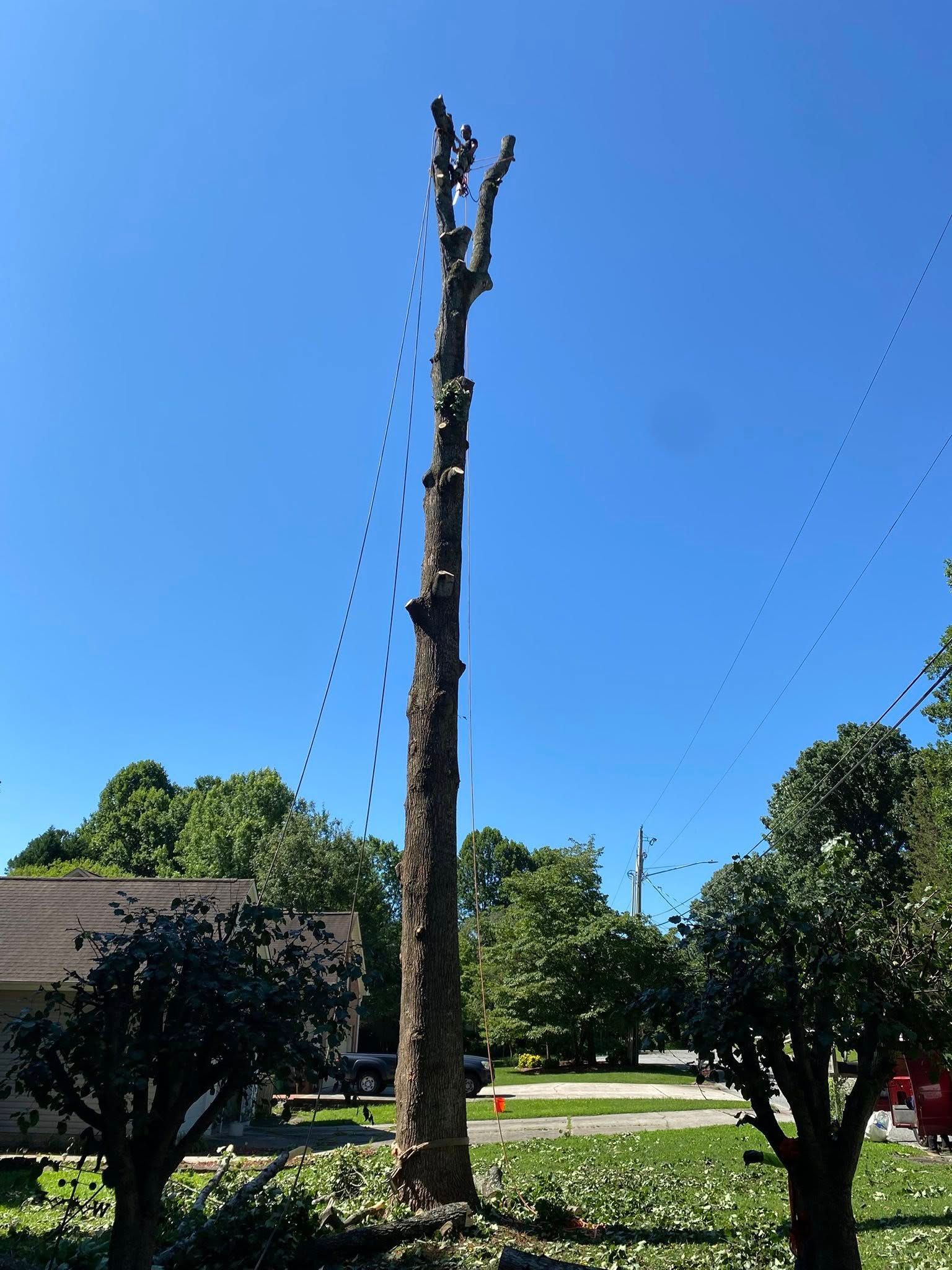 A large tree is being cut down in a yard with a blue sky in the background.
