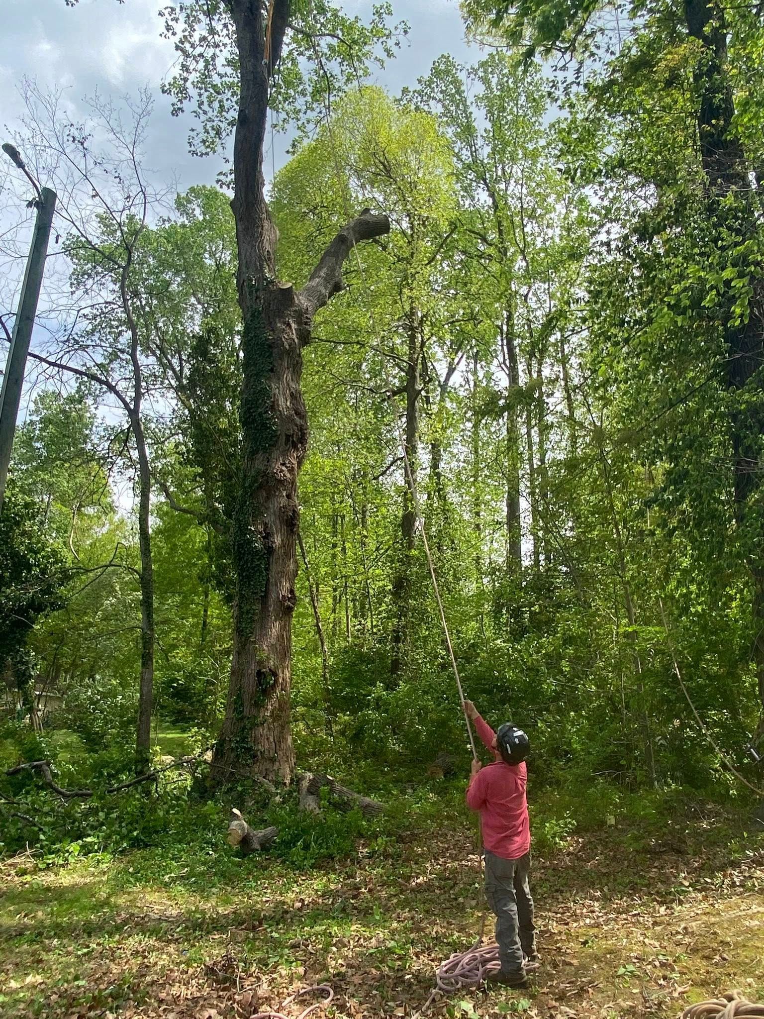 A person is standing in the middle of a forest.