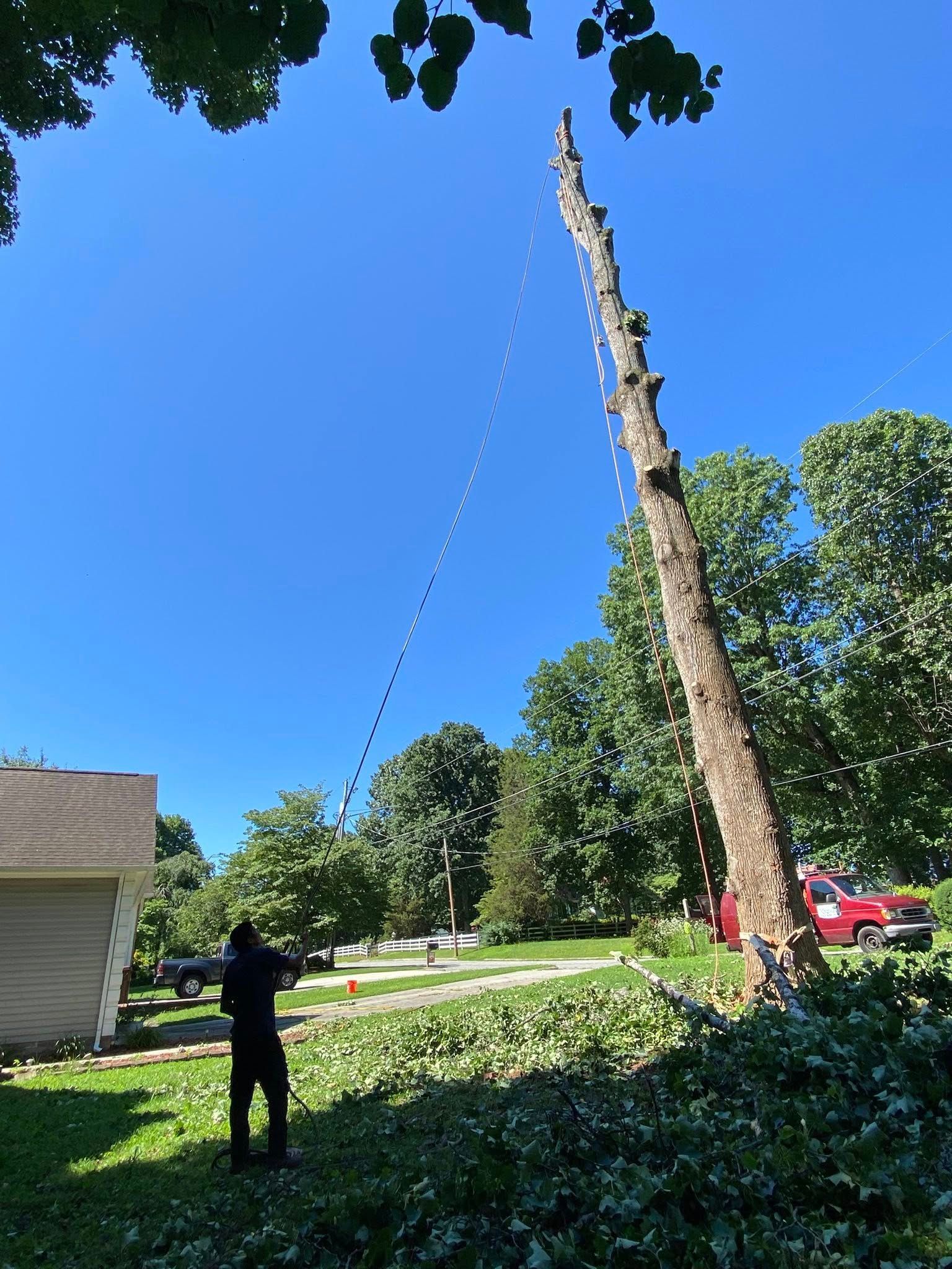 A man is standing next to a tree that has been cut down.