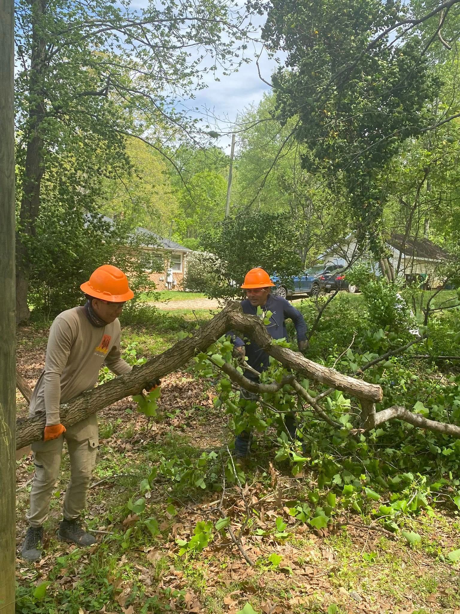 Two men are carrying a large tree branch in the woods.