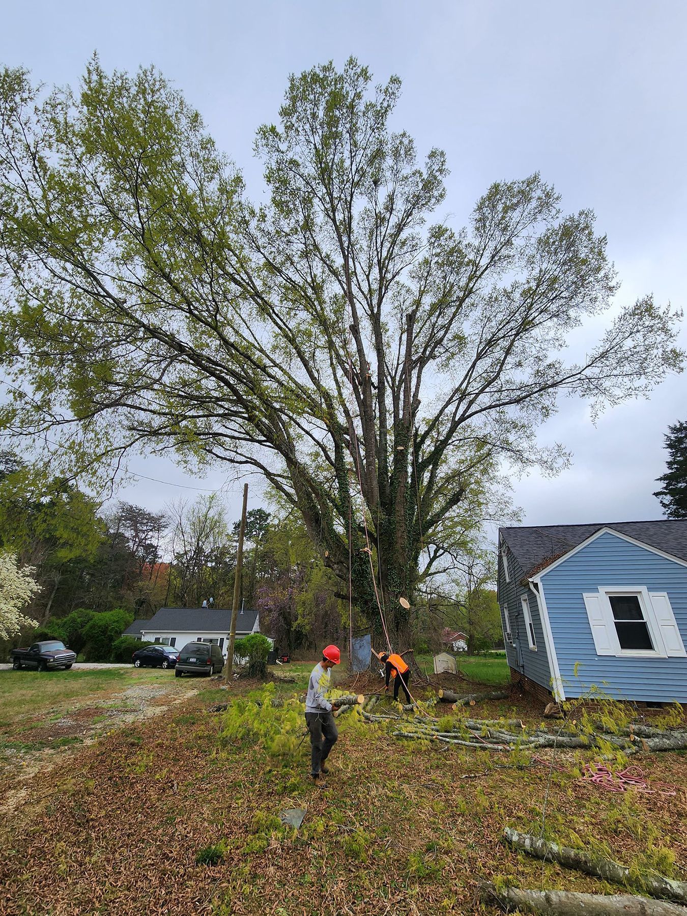 A man is cutting a tree in front of a blue house.