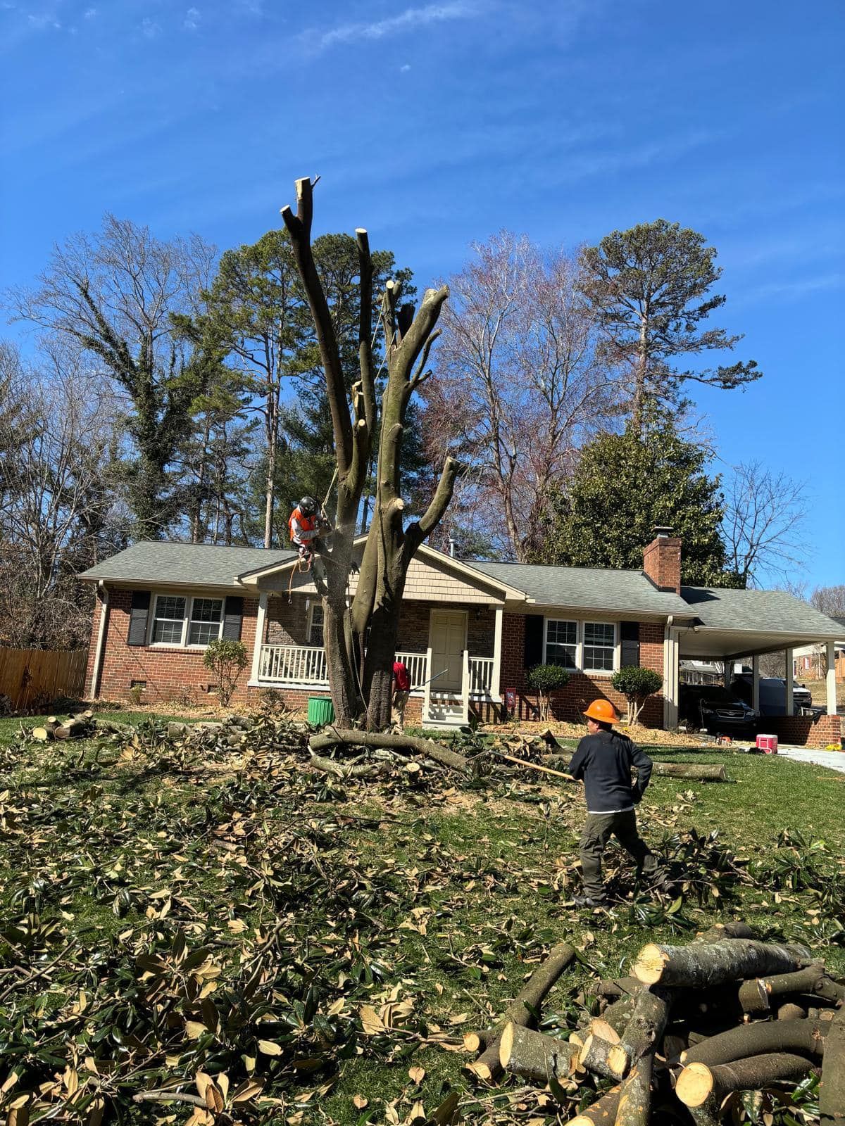 A man is climbing a tree in front of a house.